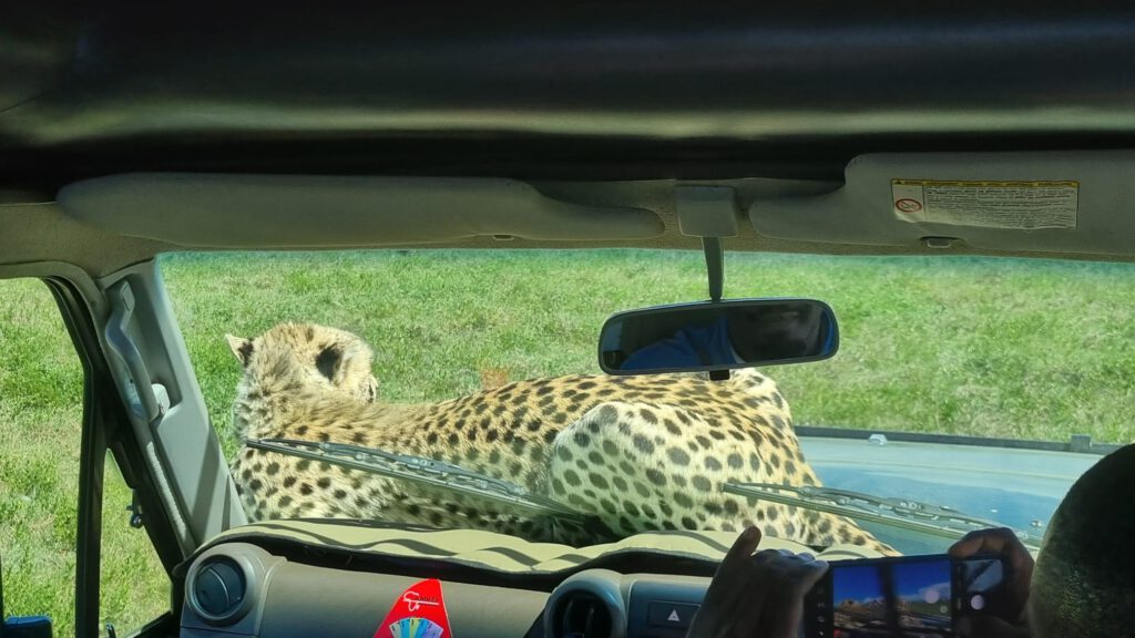 Gepard auf Motorhaube Tansania