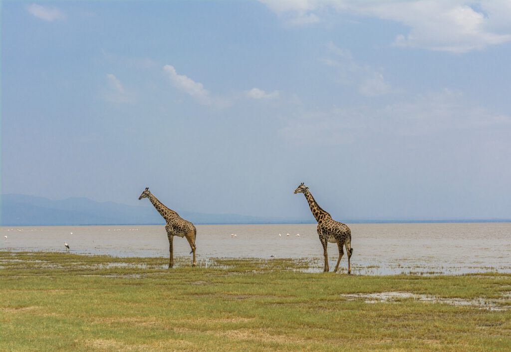 Giraffe Lake Manyara