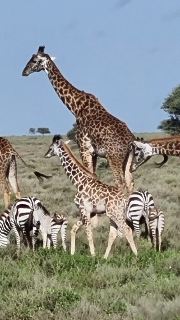 Giraffenherde Tansania