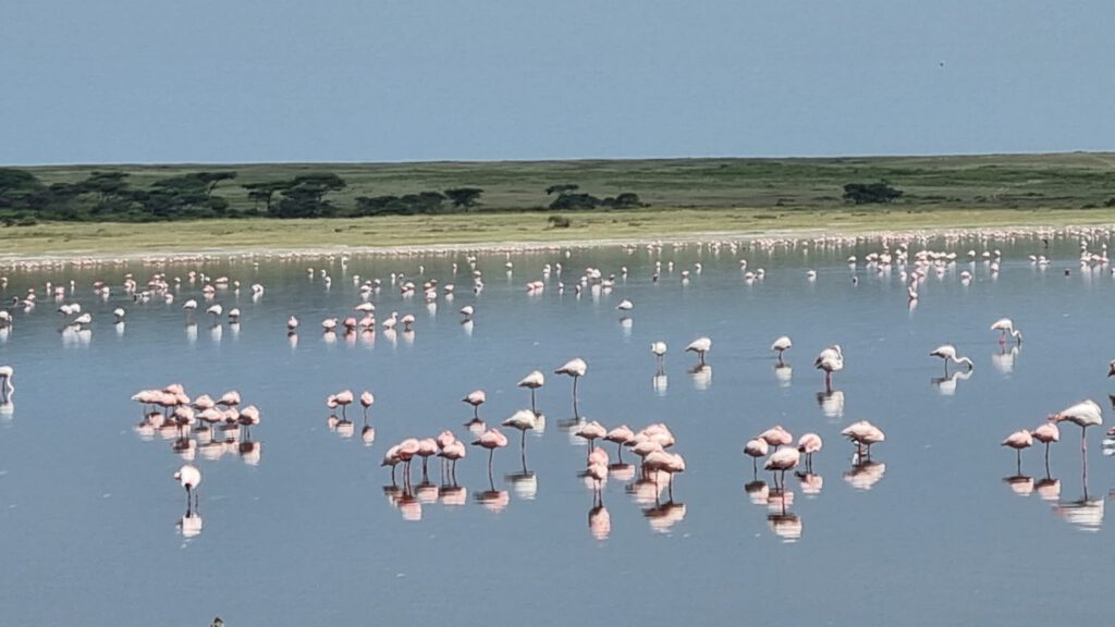 Lake Manyara Flamingos