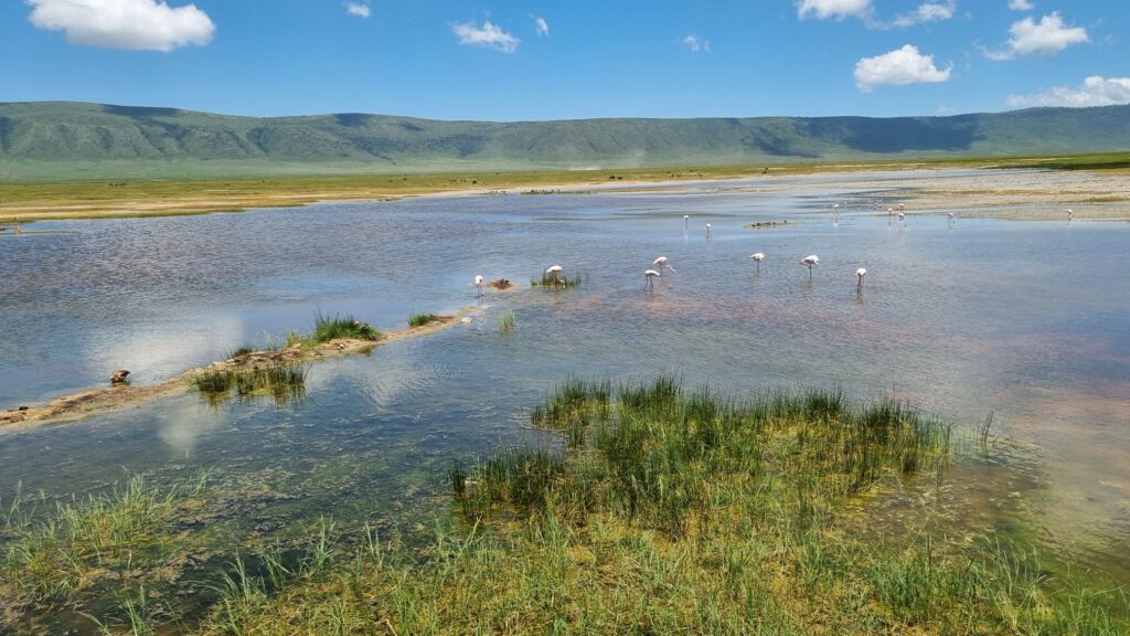 Flamingos im Ngorongoro  Krater