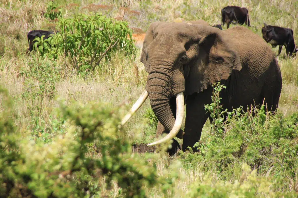 Elefant bei einer Safari in Tansania