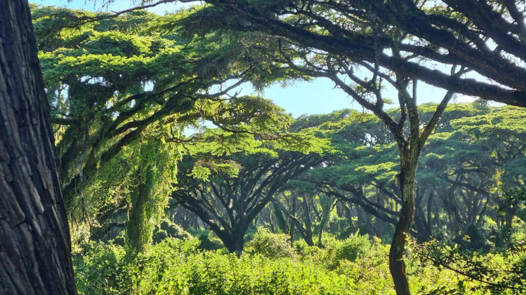 Urwald Ngorongoro