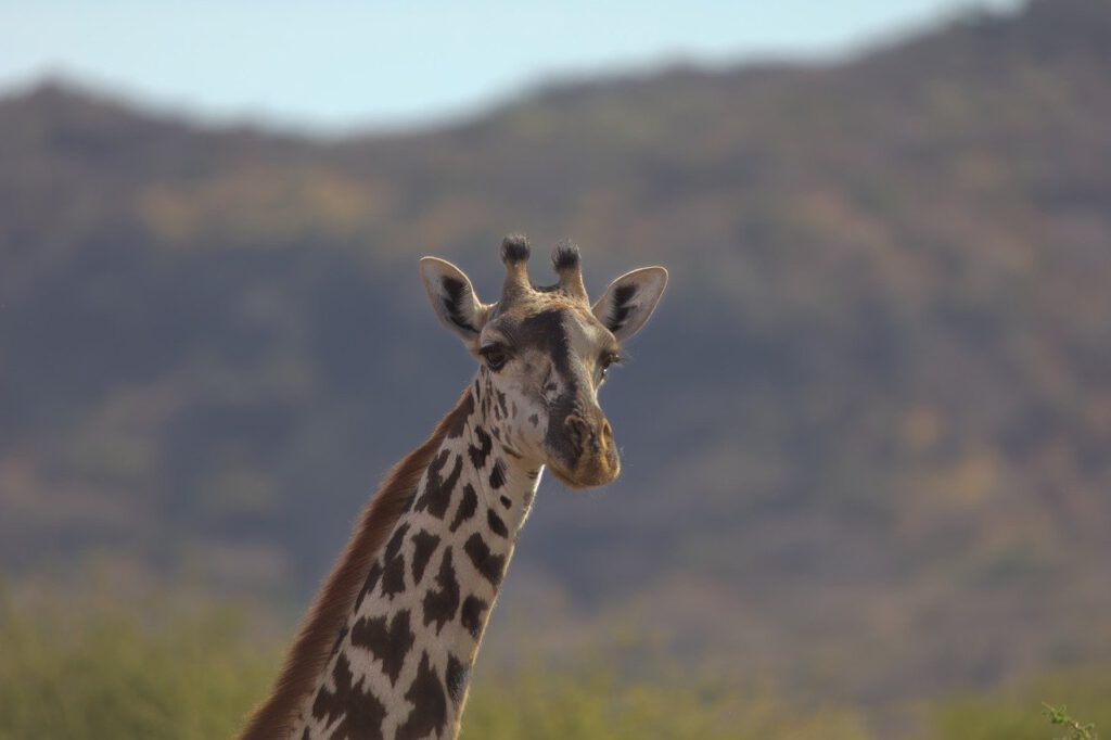 giraffe