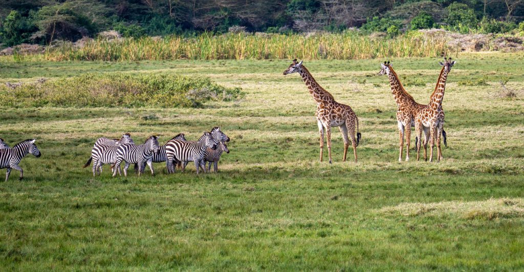 Giraffen und Zebras bei einer Safari in Tansania