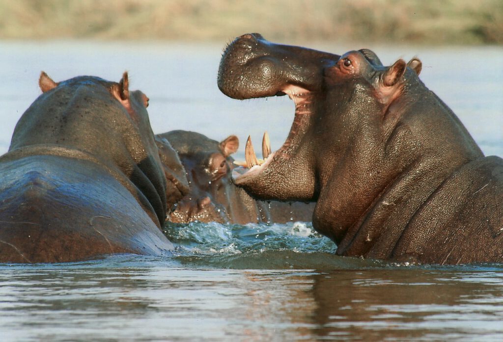 Nilpferd am Lake Manyara