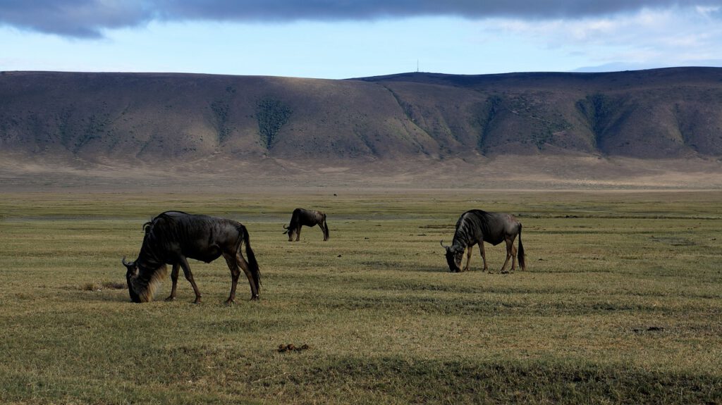 Safari Tansania