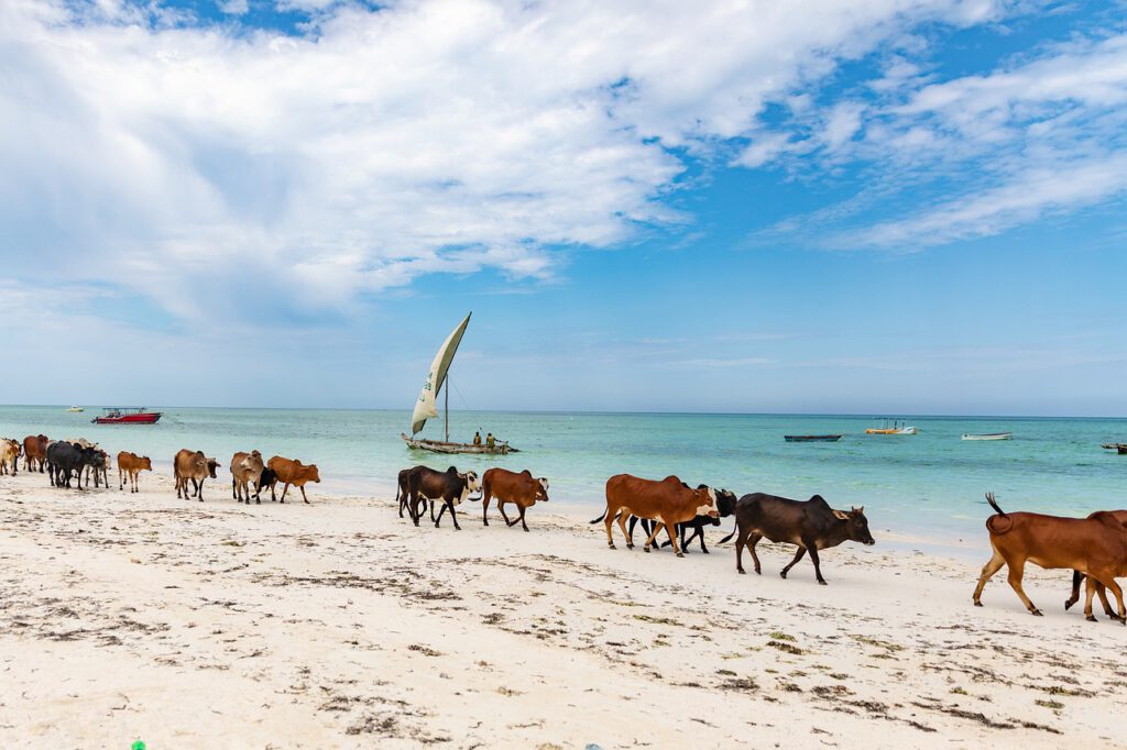 Paje Beach mit Kühen