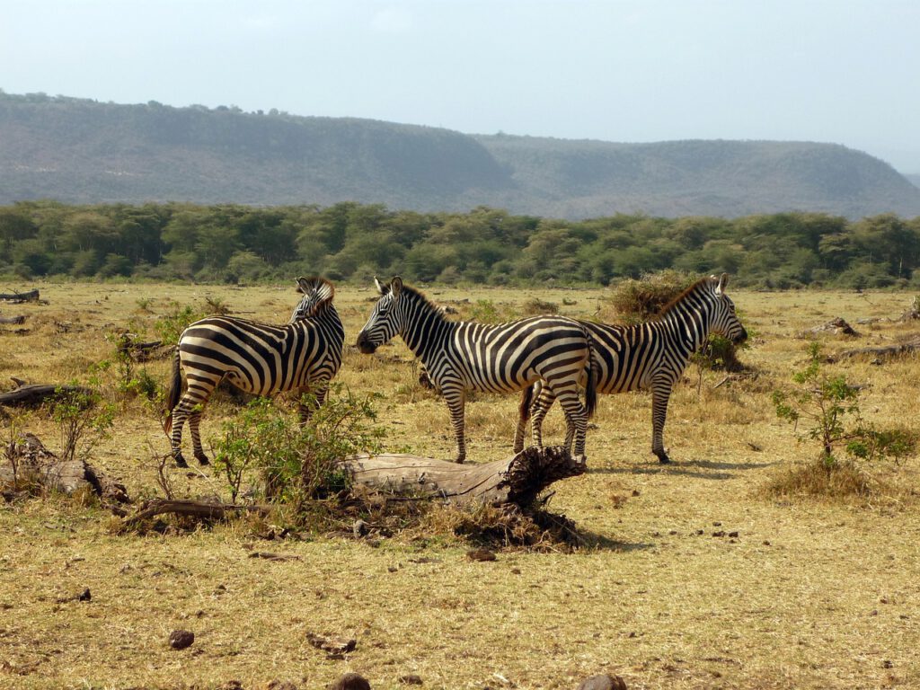 Safari Tansania